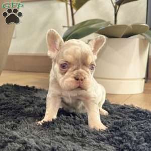 Bliss, French Bulldog Puppy