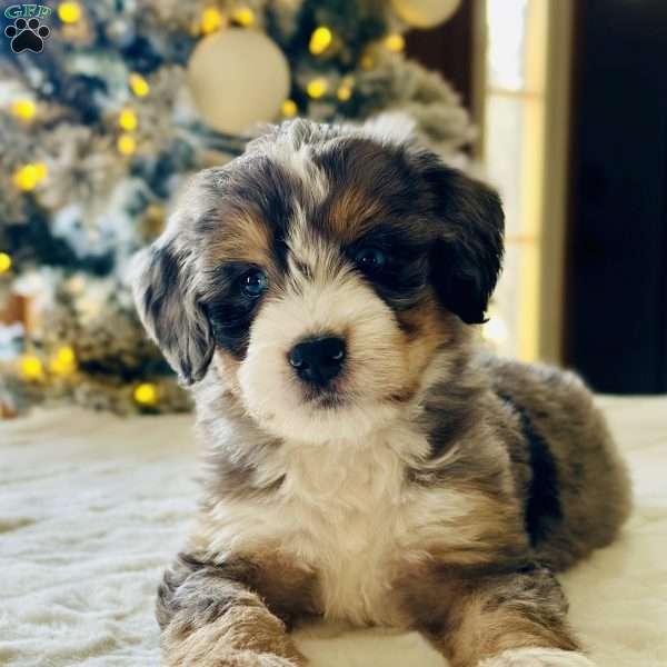 Velvet, Bernedoodle Puppy