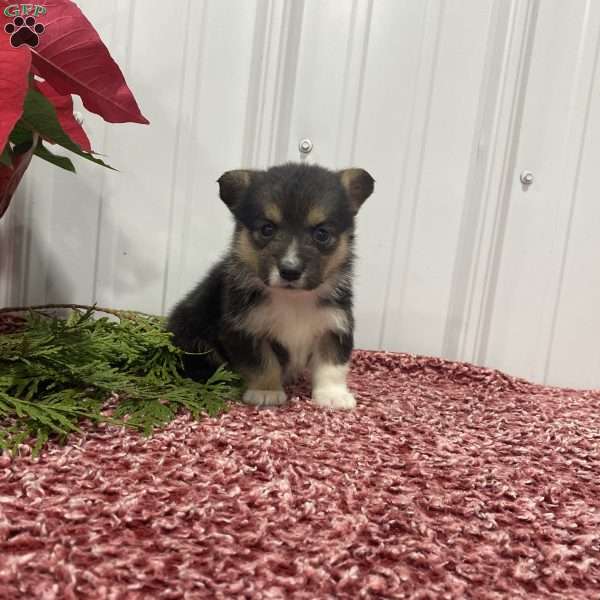 Lily, Pembroke Welsh Corgi Puppy