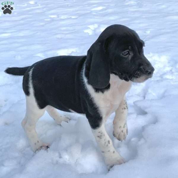 Paislee, Beagle Mix Puppy