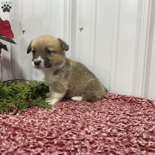 Lou, Pembroke Welsh Corgi Puppy