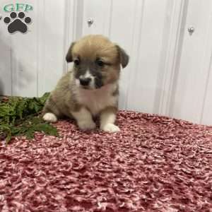 Lou, Pembroke Welsh Corgi Puppy