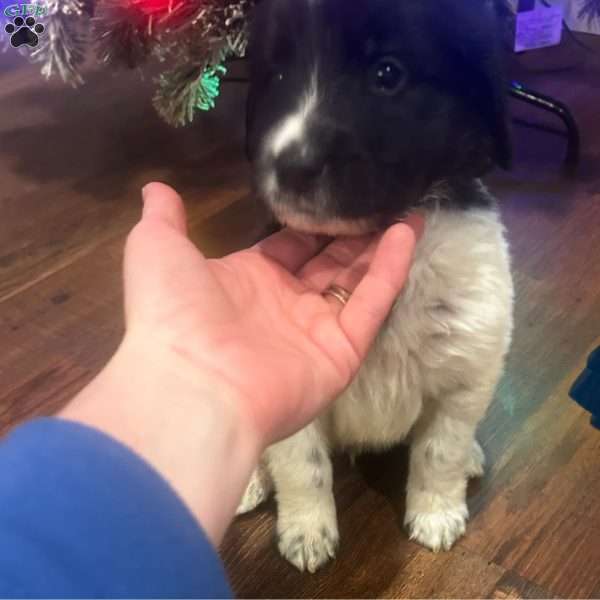 Stripe, Newfoundland Mix Puppy