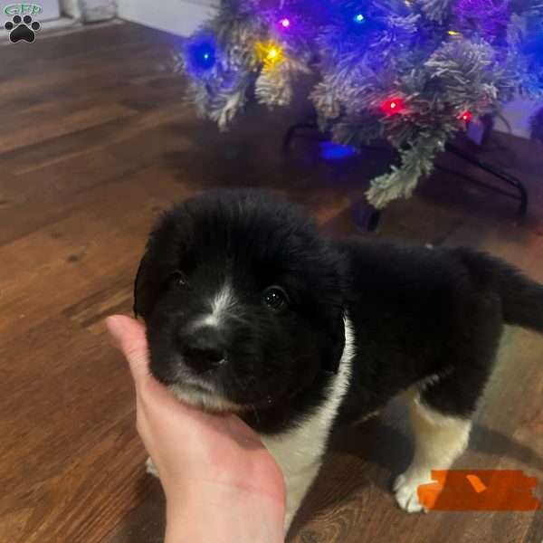 Lucky, Newfoundland Mix Puppy
