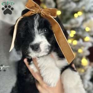 Cozy, Bernedoodle Puppy