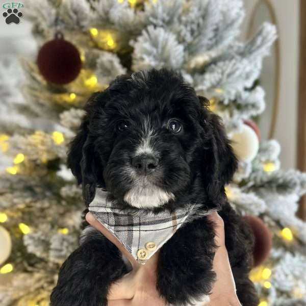 Fleece, Bernedoodle Puppy