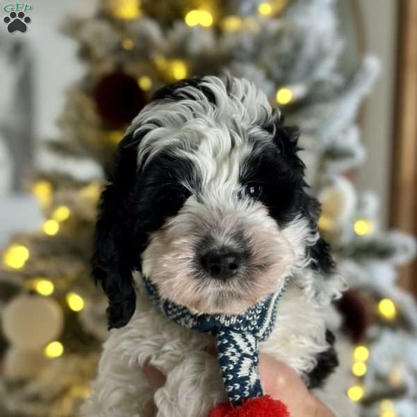 Panda, Bernedoodle Puppy
