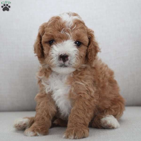 Winston, Miniature Poodle Puppy