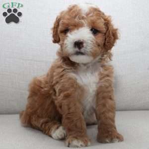 Winston, Miniature Poodle Puppy