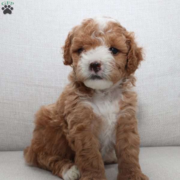 Winston, Miniature Poodle Puppy