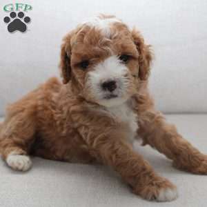 Winston, Miniature Poodle Puppy