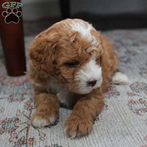 Winston, Miniature Poodle Puppy