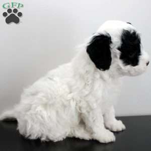 Zane, Miniature Poodle Puppy