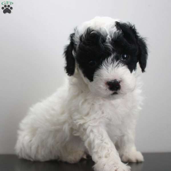 Zane, Miniature Poodle Puppy