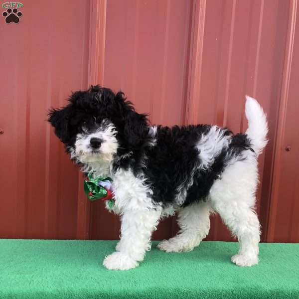 Scout, Mini Labradoodle Puppy