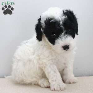 Zane, Miniature Poodle Puppy