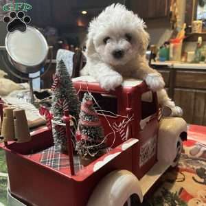 Chris, Maltipoo Puppy