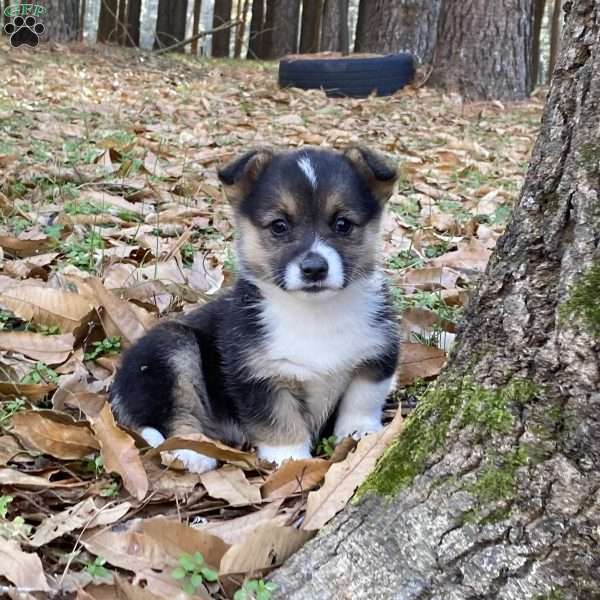 Lucy, Pembroke Welsh Corgi Puppy