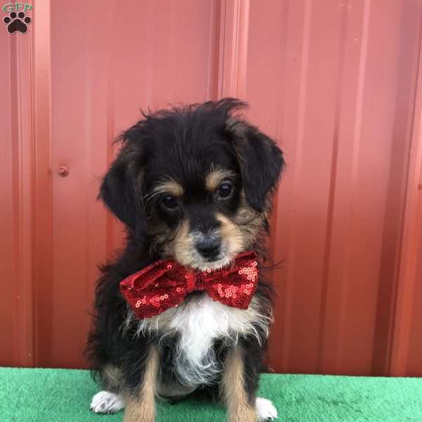 Millie, Mini Labradoodle Puppy