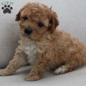 Carl, Miniature Poodle Puppy