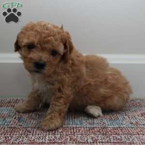 Carl, Miniature Poodle Puppy