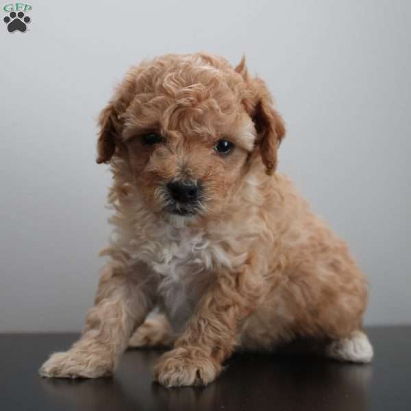 Carl, Miniature Poodle Puppy