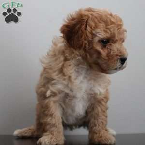 Carl, Miniature Poodle Puppy