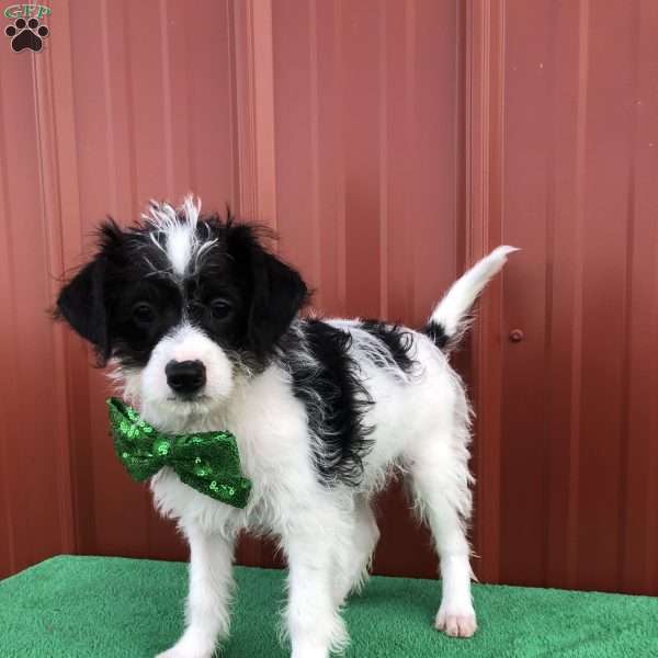 Arlo, Mini Labradoodle Puppy