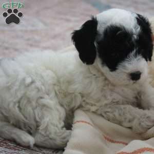 Zane, Miniature Poodle Puppy