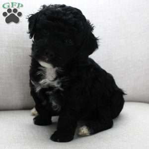 Benji, Miniature Poodle Puppy