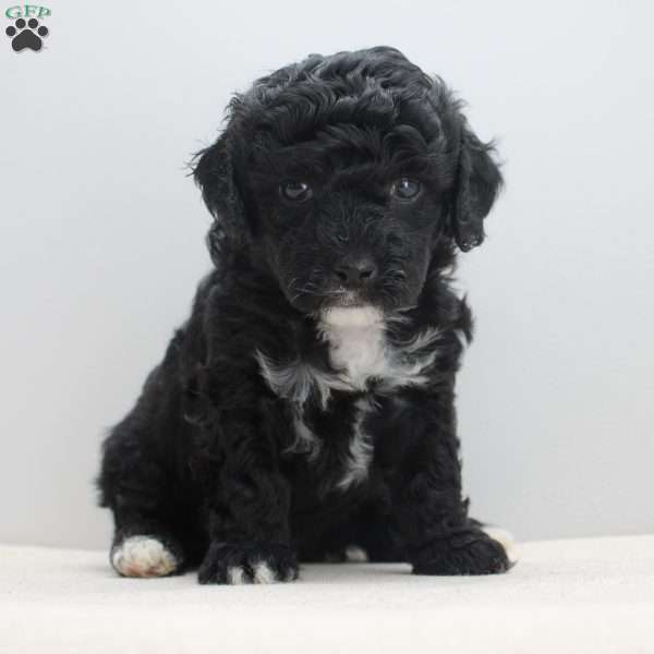 Benji, Miniature Poodle Puppy