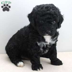 Benji, Miniature Poodle Puppy