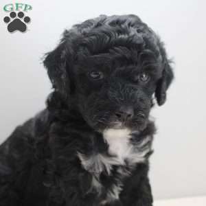 Benji, Miniature Poodle Puppy