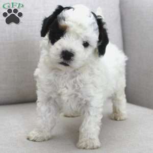 Milo, Miniature Poodle Puppy