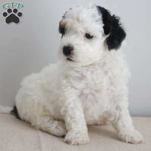 Milo, Miniature Poodle Puppy