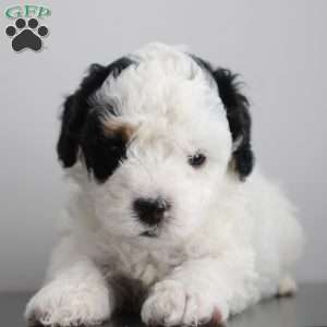 Milo, Miniature Poodle Puppy