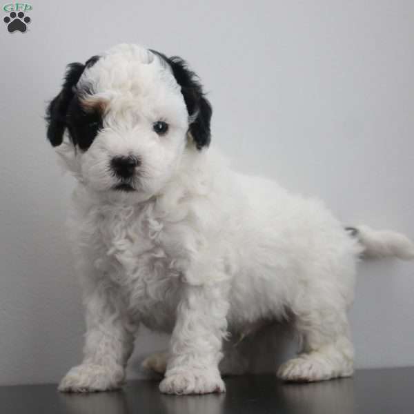 Milo, Miniature Poodle Puppy