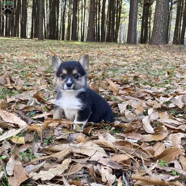 Lily, Pembroke Welsh Corgi Puppy