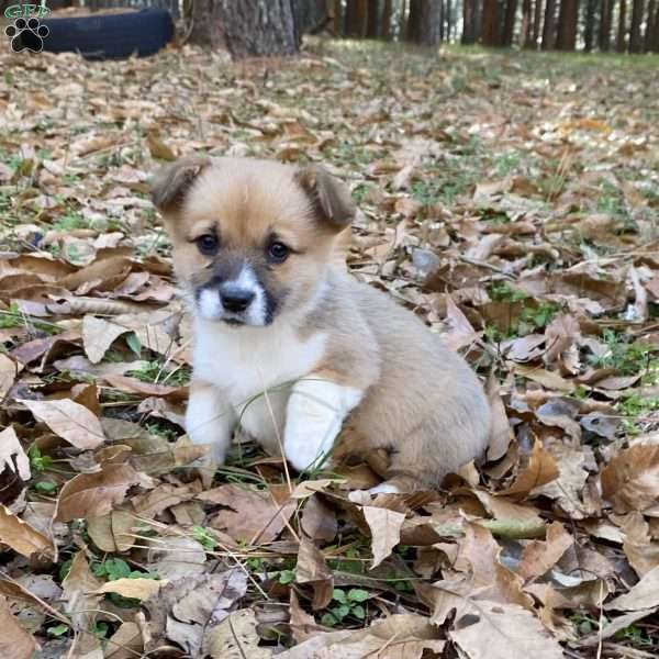 Lou, Pembroke Welsh Corgi Puppy