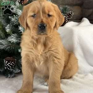 Malibu, Golden Retriever Puppy