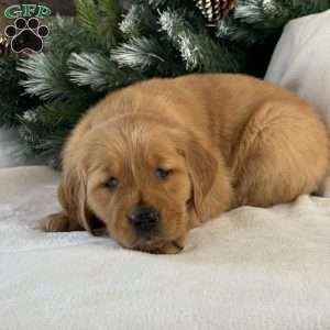 Malibu, Golden Retriever Puppy