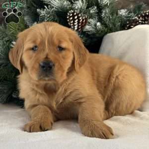 Malibu, Golden Retriever Puppy