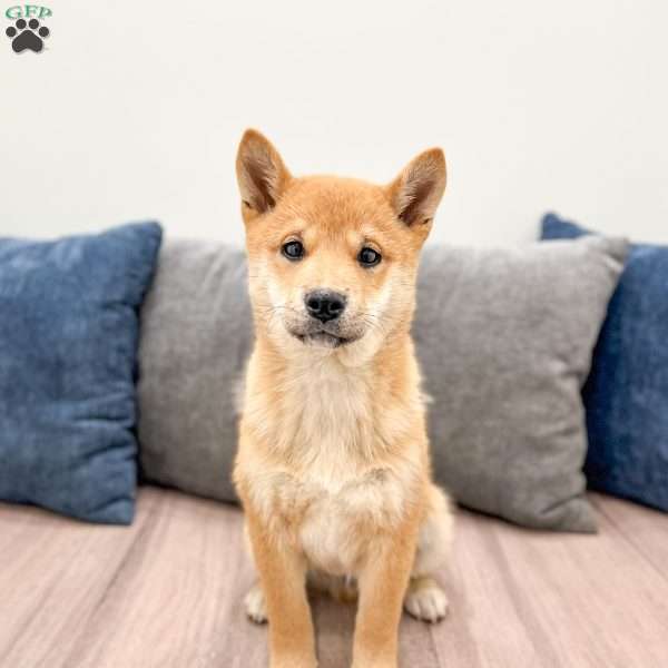 Lyndon, Shiba Inu Puppy