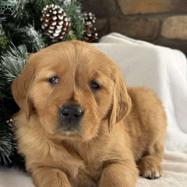 Malibu, Golden Retriever Puppy