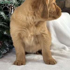 Malibu, Golden Retriever Puppy