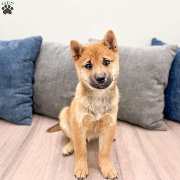 Lukas, Shiba Inu Puppy