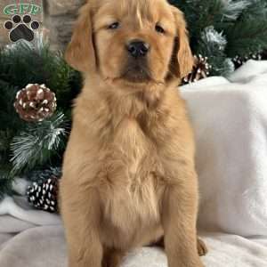 Pippa, Golden Retriever Puppy