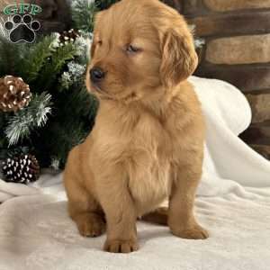 Pippa, Golden Retriever Puppy