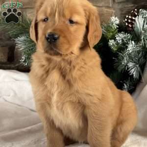 Pippa, Golden Retriever Puppy