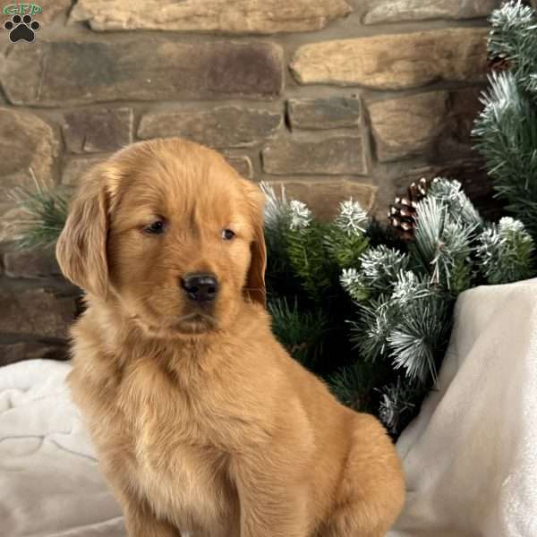 Pippa, Golden Retriever Puppy